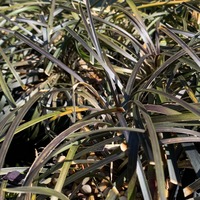 Ophiopogon planiscarpus 'Kokuryu'